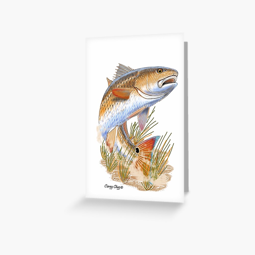 Redfish in grass Greeting Card for Sale by Carey Chen