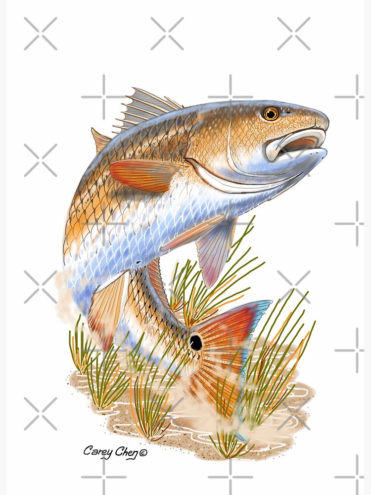 Redfish in grass Art Board Print for Sale by Carey Chen
