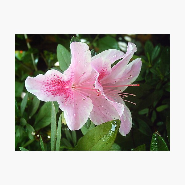 Item preview, Pink Rhododendron Flowers 2 designed and sold by TravelPhotoArt.