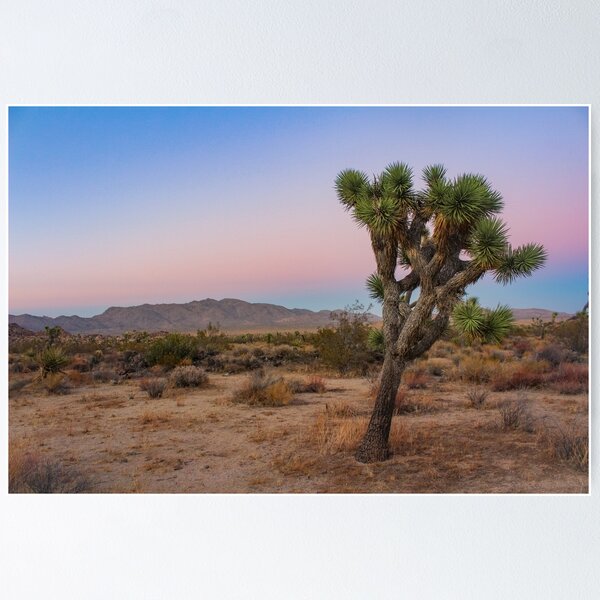 Item preview, Sunset, Joshua Tree National Park designed and sold by ShleeSnaps.