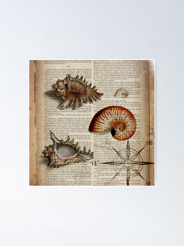 French Seashell Chart Vintage Style Poster Decorative Paper Ephemera 