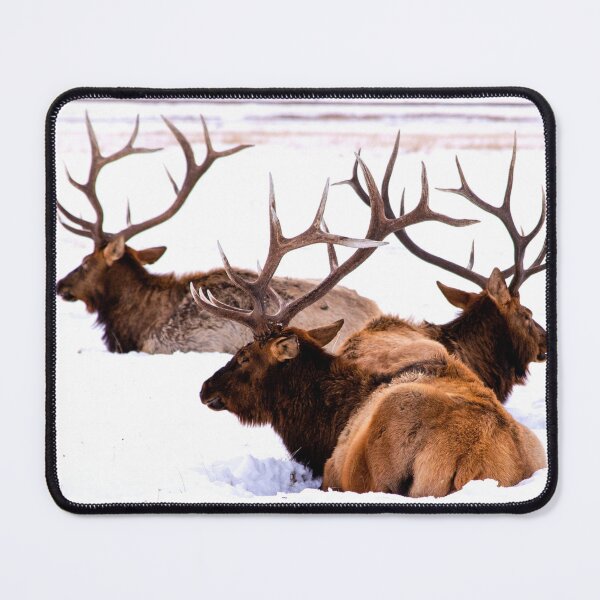 Item preview, ANIMALS #77 - Male Elk in Snow - Magnificent Antlers designed and sold by DEL-Productions.