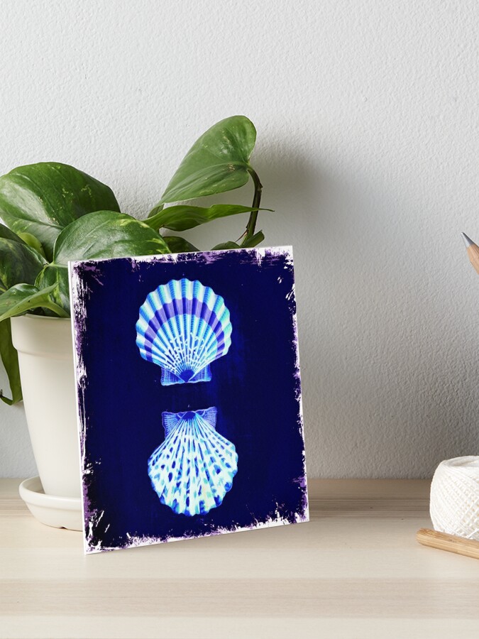 Sea Shells Art Board Prints for Sale