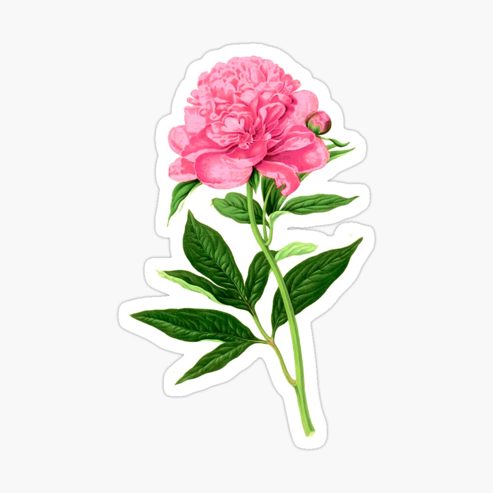 Sticker Pink peony flower, stem and leaves 