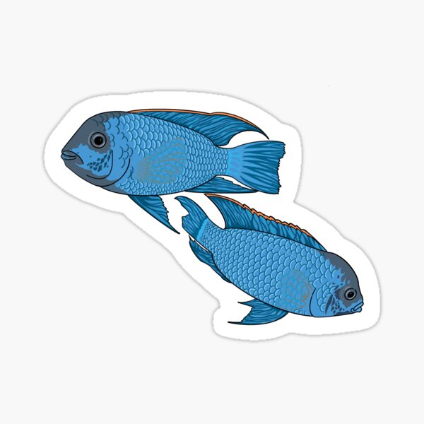 Artikel-Vorschau von Electric Blue Acara, designt und verkauft von Fish-Sauce.