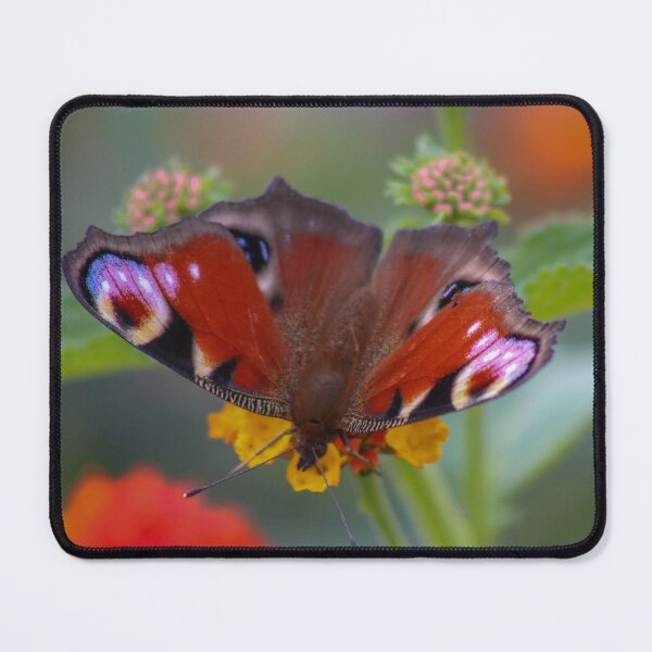 Item preview, European Peacock Butterfly designed and sold by Marilyn Harris.