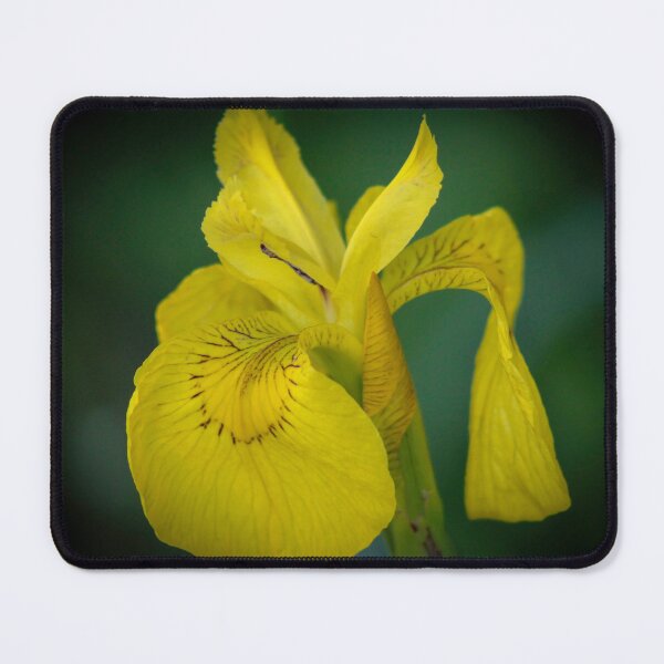 Item preview, Yellow Iris (Iris pseudacorus) designed and sold by Marilyn Harris.