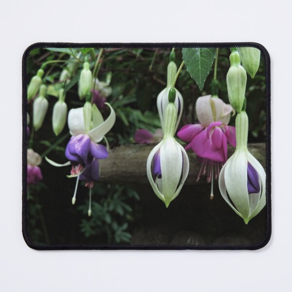 Item preview, 'Blue Angel' Fuchsia designed and sold by Marilyn Harris.