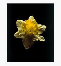 Daffodil Photographic Print