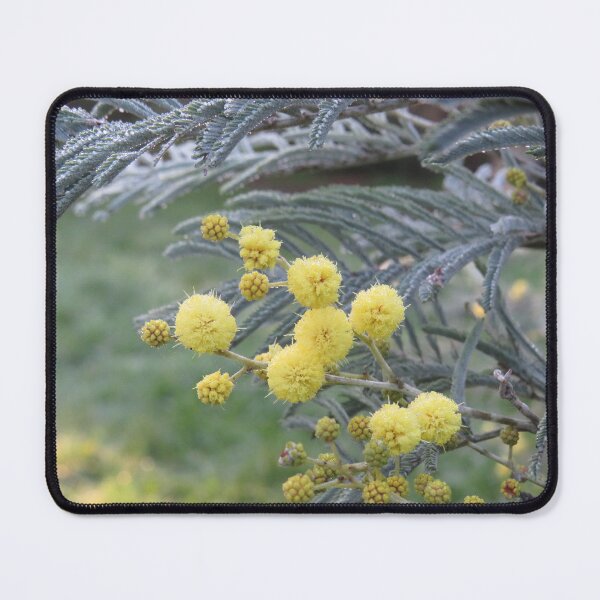 Item preview, Silver wattle flowers designed and sold by greentiger1.