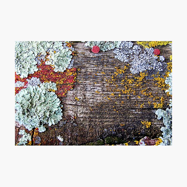 Lichen Playground Photographic Print
