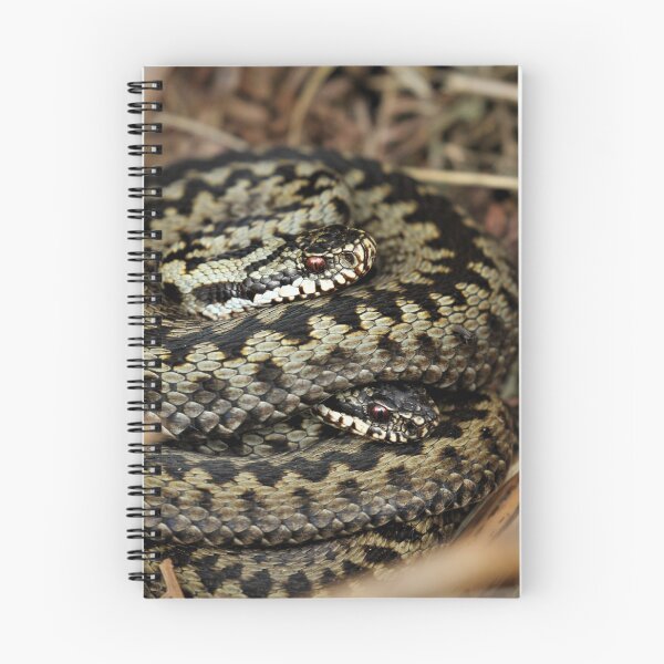 Item preview, Ashdown Adders designed and sold by Christian Moss.