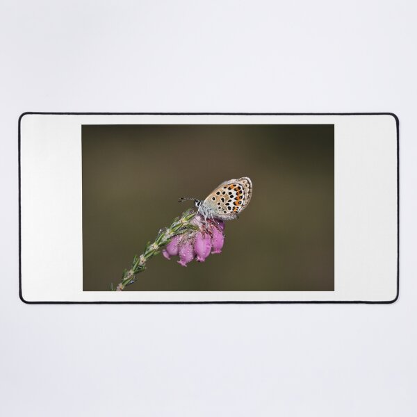Item preview, Silver-studded Blue - Ashdown Forest. designed and sold by Christian Moss.