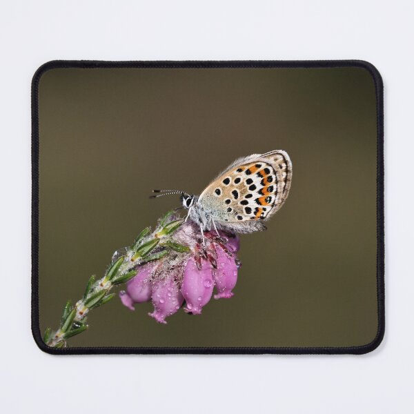 Item preview, Silver-studded Blue - Ashdown Forest. designed and sold by Christian Moss.