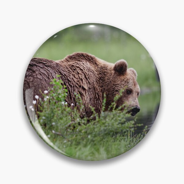 Item preview, Feeling a bit shy. Brown bear designed and sold by Jouko Lehto Photography.