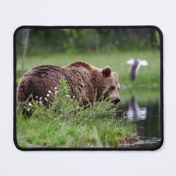 Item preview, Feeling a bit shy. Brown bear designed and sold by Jouko Lehto Photography.