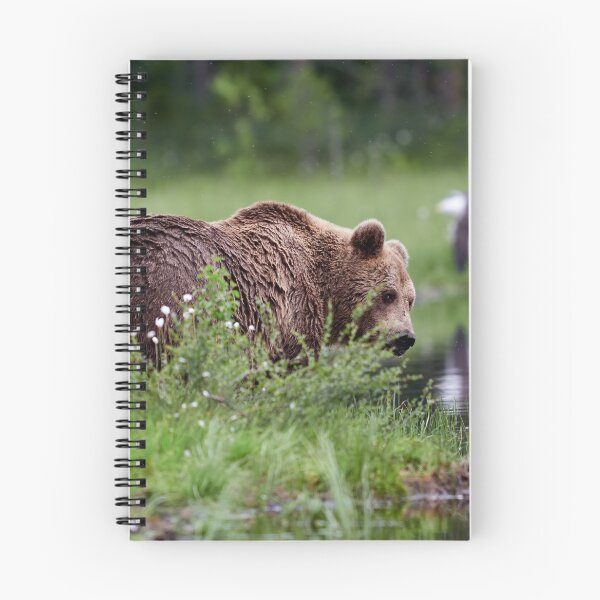 Item preview, Feeling a bit shy. Brown bear designed and sold by Jouko Lehto Photography.