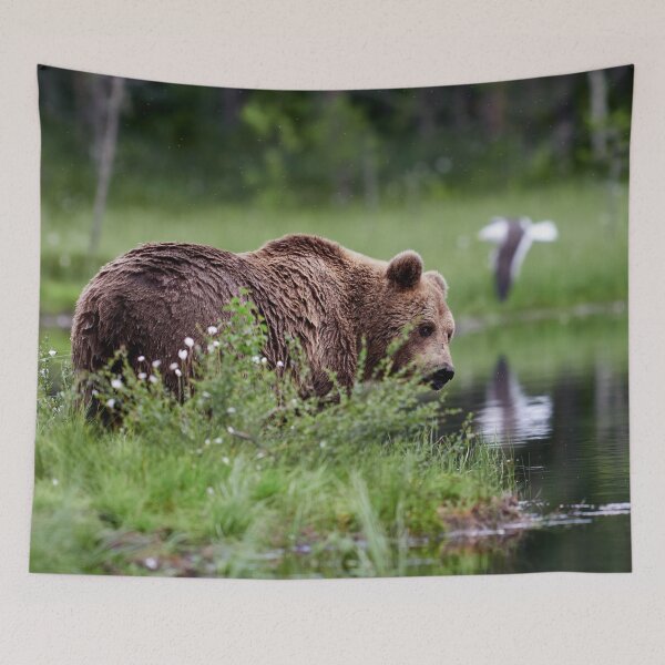 Item preview, Feeling a bit shy. Brown bear designed and sold by Jouko Lehto Photography.