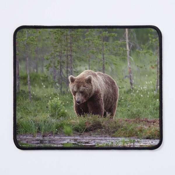 Item preview, Should I go or not. Brown bear designed and sold by Jouko Lehto Photography.
