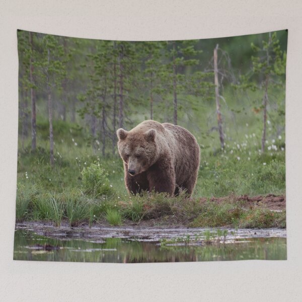 Item preview, Should I go or not. Brown bear designed and sold by Jouko Lehto Photography.