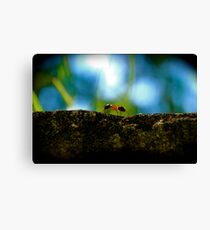 Small Life ... Big World Canvas Print