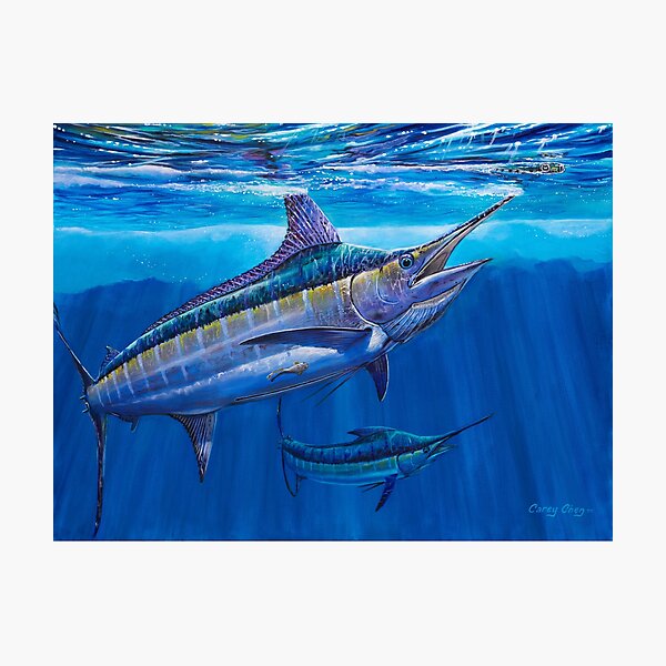Blue Marlin Bite Photographic Print