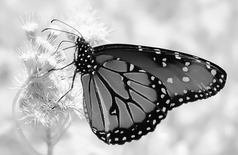"Transformation A Monarch Butterfly in Black and White" by Jacqueline