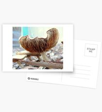Fungi VI Postcards