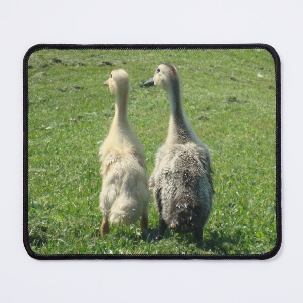 Item preview, Indian Runner Ducklings designed and sold by imphavok.
