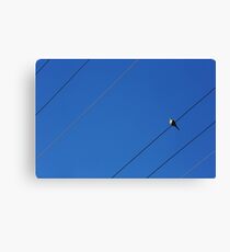 Bird On A Wire Canvas Print