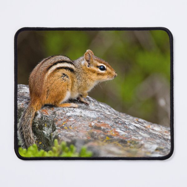 Item preview, Chipmunk On Rock designed and sold by Michael Cummings.