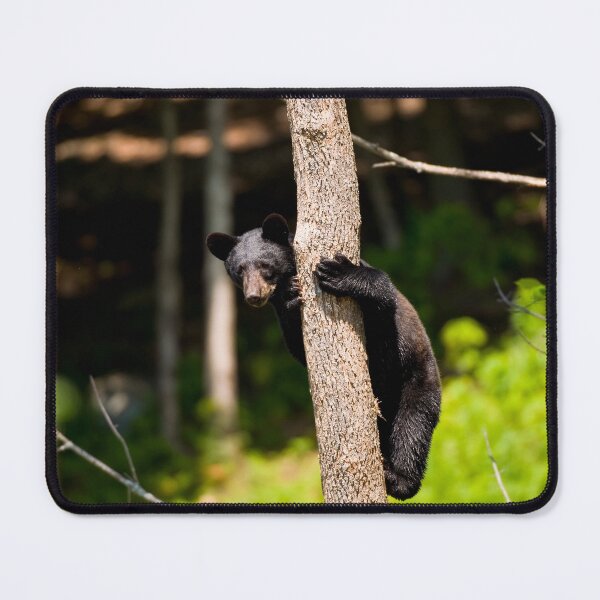 Item preview, Black Bear In Tree designed and sold by Michael Cummings.
