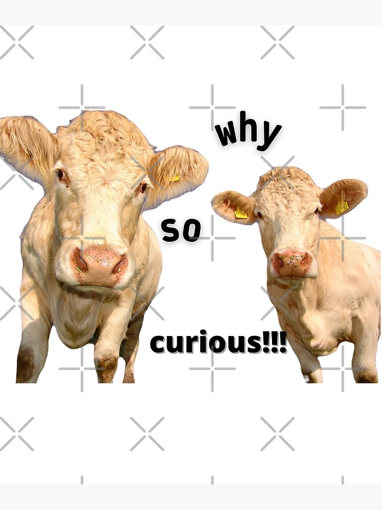 "why so curious !!!!" Poster for Sale by halimaagshop | Redbubble