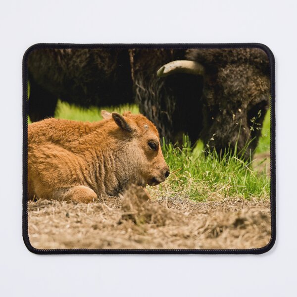 Item preview, Bison And Calf designed and sold by Michael Cummings.