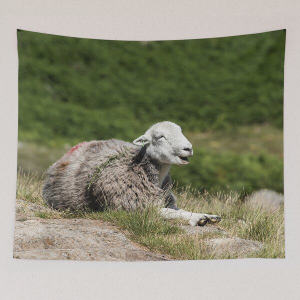 Item preview, Herdwick Chilling on the Fells designed and sold by Jane Stanley Photography.