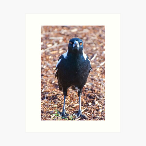 MAGPIE ~ Australian Magpie F26ND6BU by David Irwin ~ WO Art Print