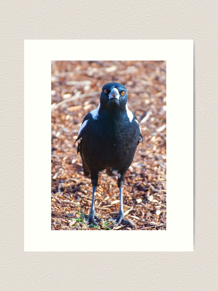 Thumbnail 1 of 3, Art Print, MAGPIE ~ Australian Magpie F26ND6BU by David Irwin ~ WO designed and sold by tasmanianartist.