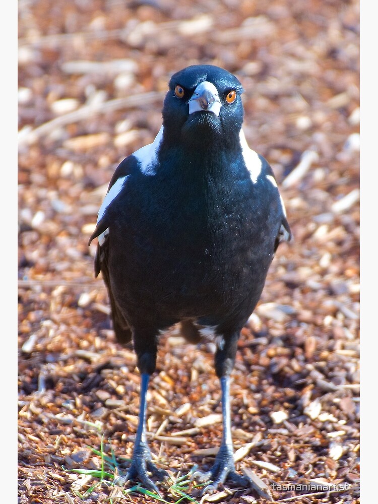 Thumbnail 3 of 3, Art Print, MAGPIE ~ Australian Magpie F26ND6BU by David Irwin ~ WO designed and sold by tasmanianartist.