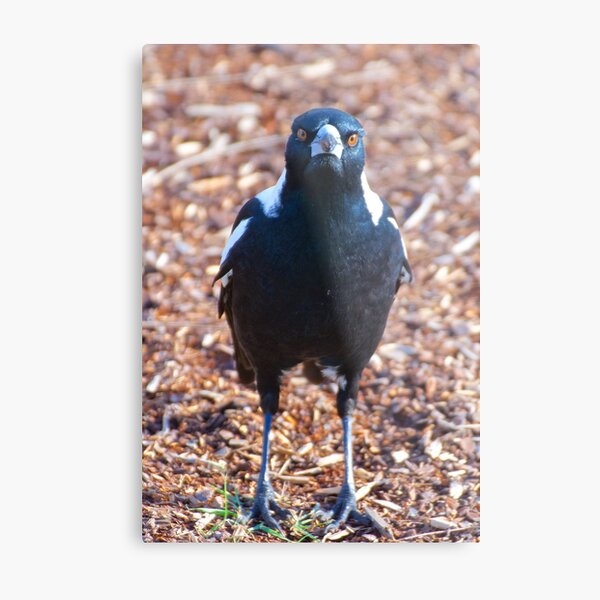 MAGPIE ~ Australian Magpie F26ND6BU by David Irwin ~ WO Metal Print