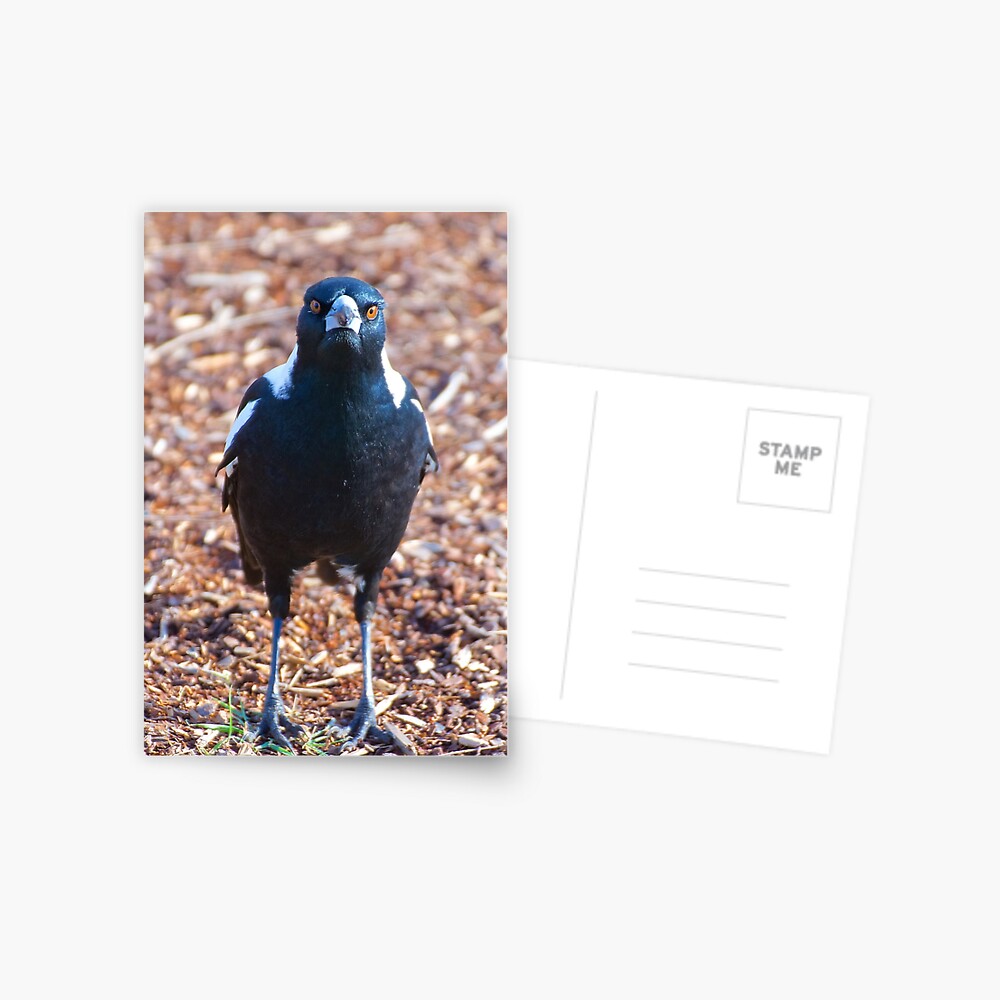 Item preview, Postcard designed and sold by tasmanianartist.