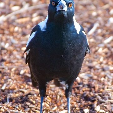 Artwork thumbnail, MAGPIE ~ Australian Magpie F26ND6BU by David Irwin ~ WO by tasmanianartist