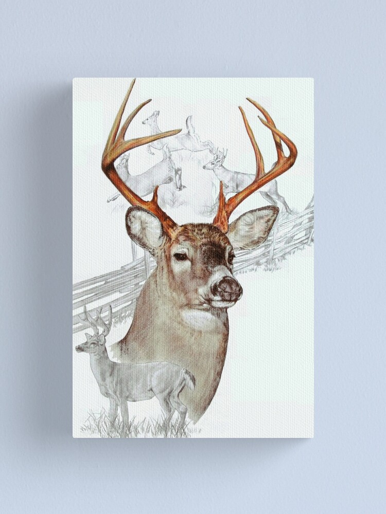 White-Tailed Deer Buck, Eastern Plains, Colorado Solid-Faced Canvas Print