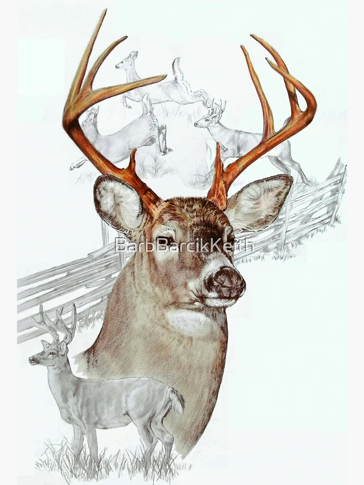 White-Tailed Deer Buck, Eastern Plains, Colorado Solid-Faced Canvas Print