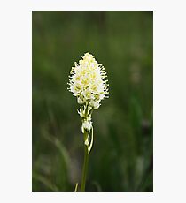 Baby Beargrass Photographic Print