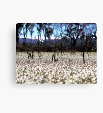 Morning Frost Canvas Print
