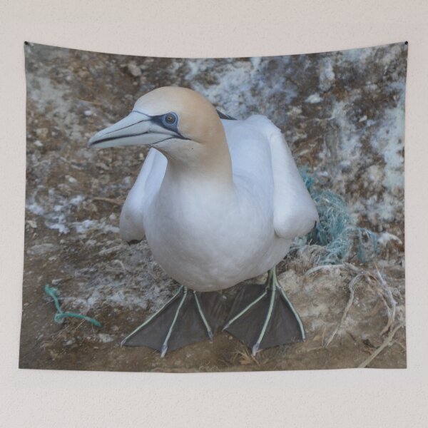 Item preview, Gannet designed and sold by lizdomett.