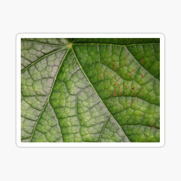 Green Vining Ivy Leaf #9 Sticker