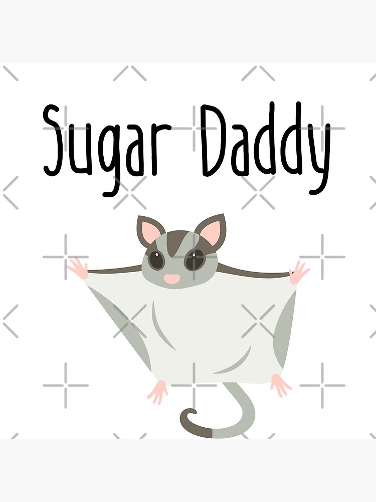 Sugar glider 2024 cute pets