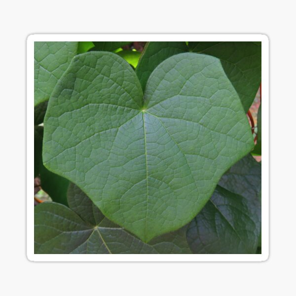 Green Vining Ivy Heart Leaf #7 Sticker
