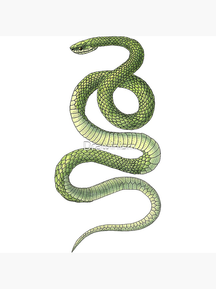 Tattoo Snake Cobra Drawing Information, color flash, dragon, vertebrate,  fictional Character png | PNGWing